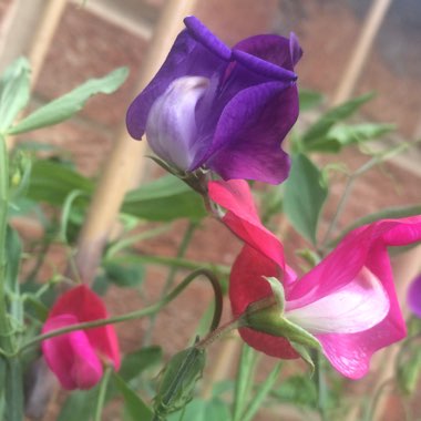 Lathyrus Odoratus 'Floral Tribute' (Mix)