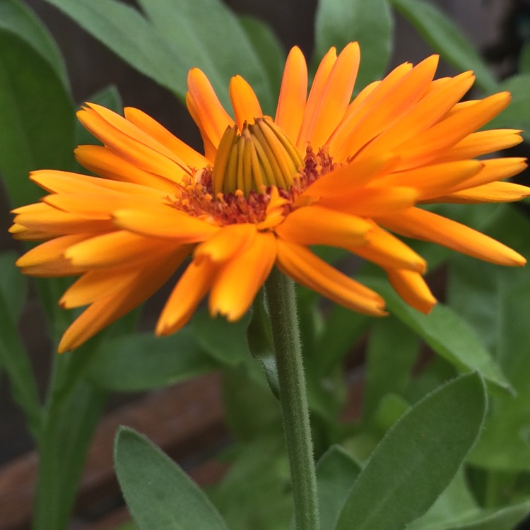 Plant image Calendula officinalis 'Neon'