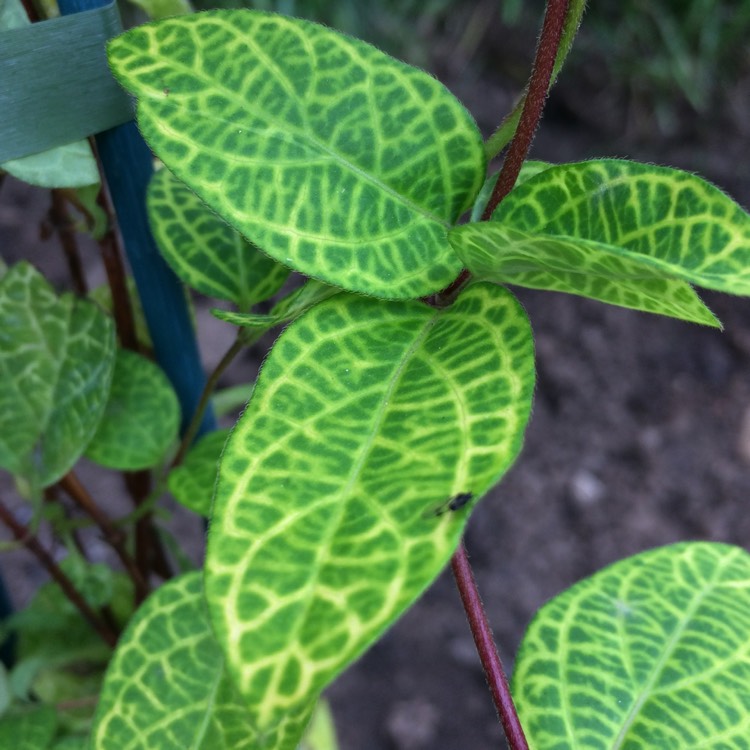 Plant image Lonicera japonica 'Aureoreticulata' syn. Lonicera japonica 'Variegata'