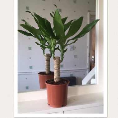 Dracaena