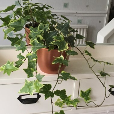 Hedera helix 'Glacier'