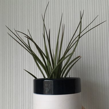 Tillandsia tricolor var. melanocrater