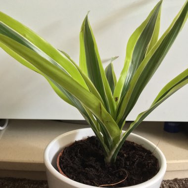 Dracaena deremensis 'Lemon Surprise'