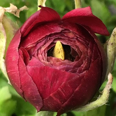 Ranunculus