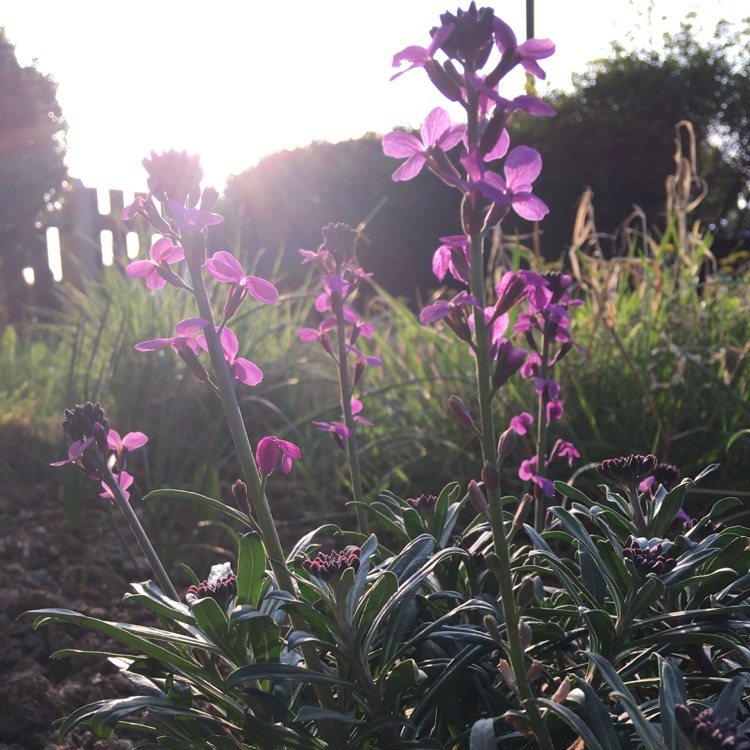 Plant image Erysimum 'Bowles's Mauve' syn. Erysimum linifolium 'Bowles' Mauve'