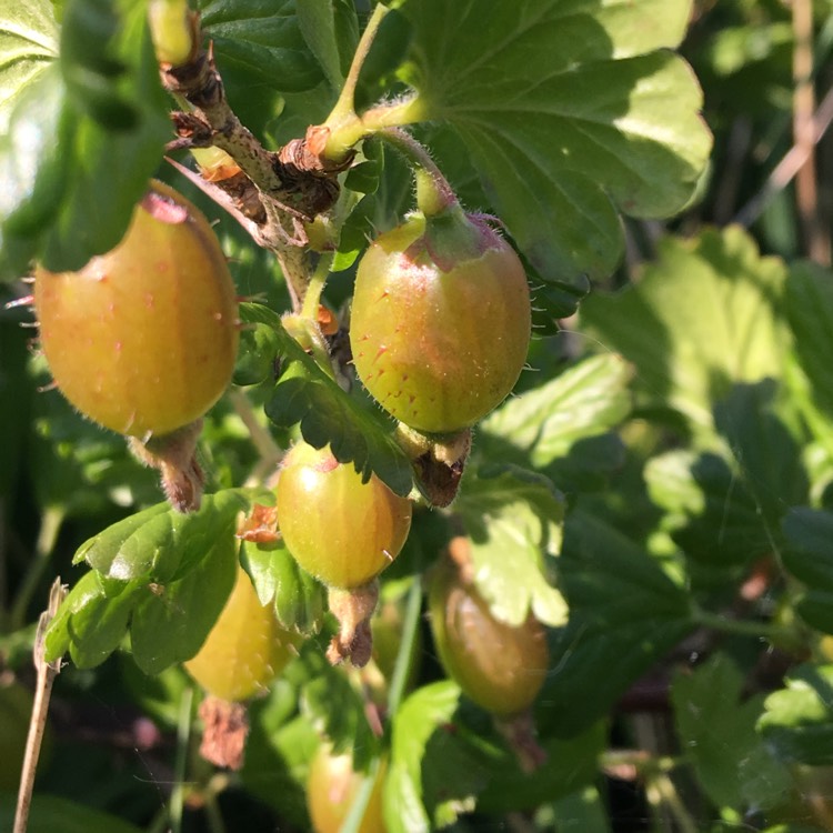 Plant image Ribes uva-crispa