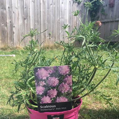 Scabiosa 'Pink Mist'