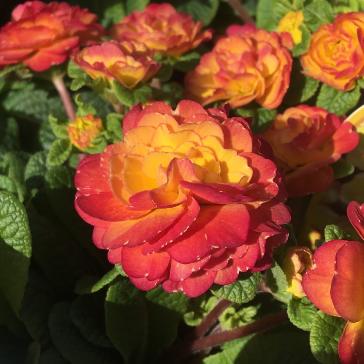 Plant image Primula belarina 'Nectarine'