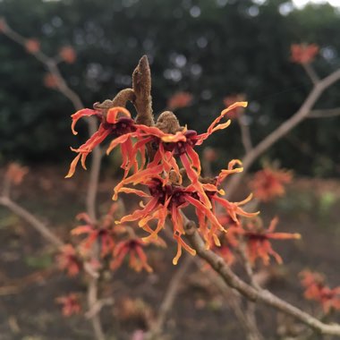 Hamamelis x intermedia 'Jelena'