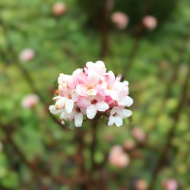 Viburnum x bodnantense 'Dawn'