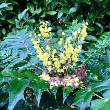 Mahonia x media 'Charity'