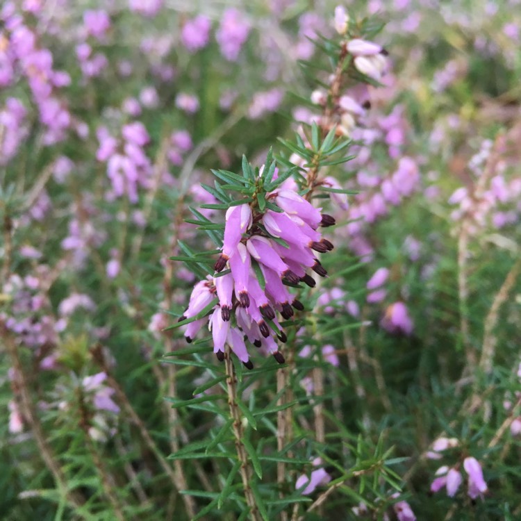 Plant image Erica carnea