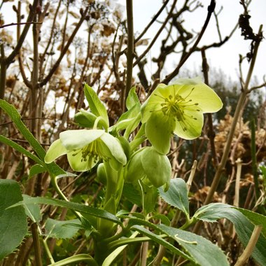 Helleborus argutifolius