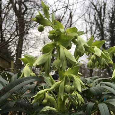 Helleborus foetidus