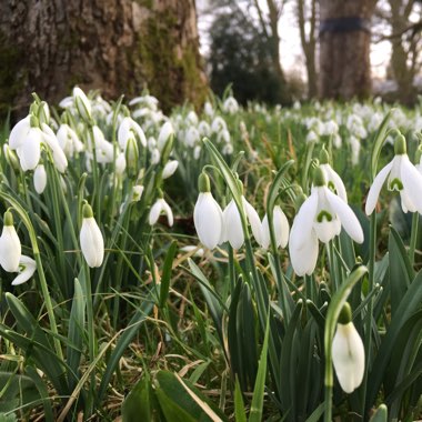 Galanthus nivalis