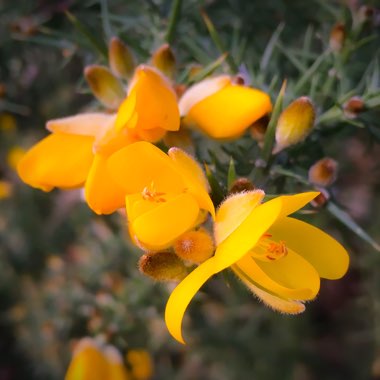 Ulex Europaeus