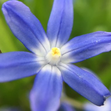 Chionodoxa