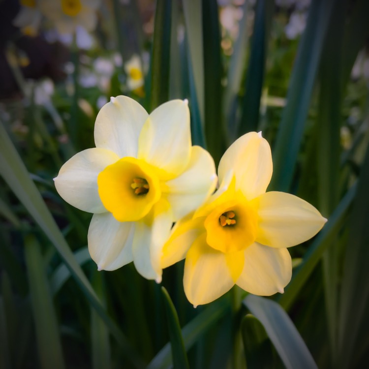 Plant image Narcissus 'Minnow'