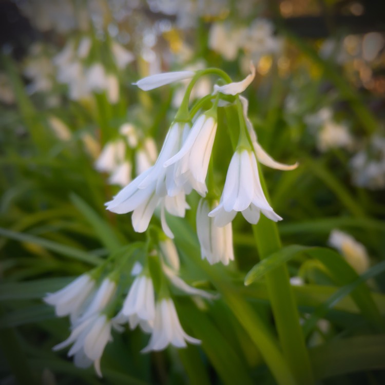 Plant image Allium triquetrum