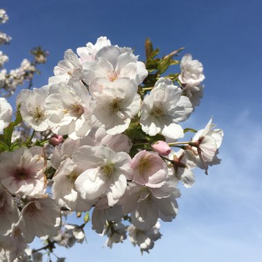 Prunus