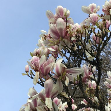 Plant image Magnolia x soulangeana