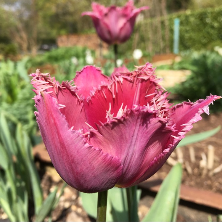 Plant image Tulipa 'Curly Sue'