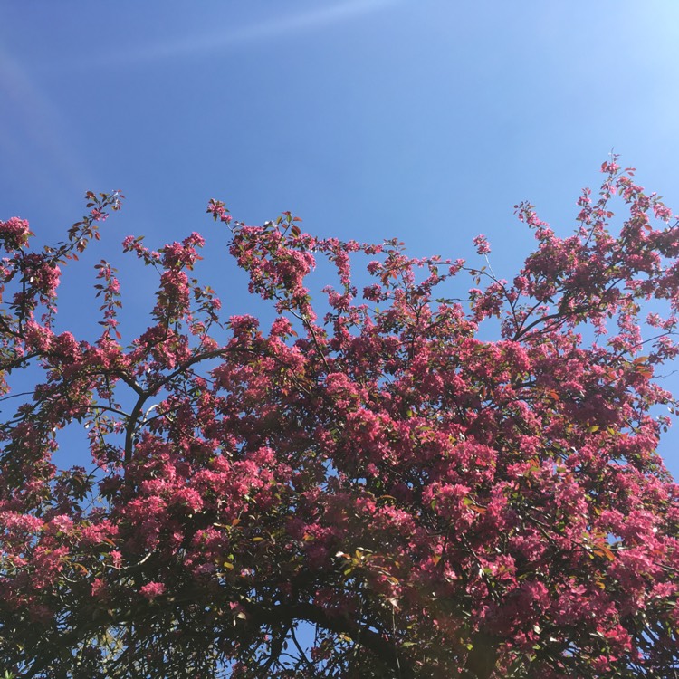 Plant image Malus x moerlandsii 'Profusion'