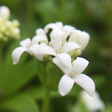 Galium odoratum syn. Asperula odorata