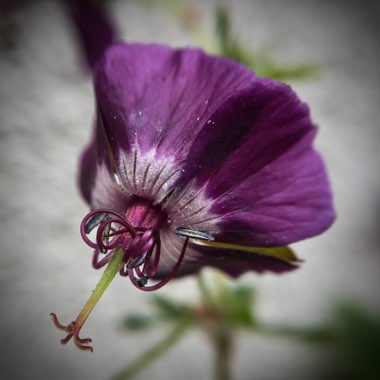 Geranium phaeum 'Raven'