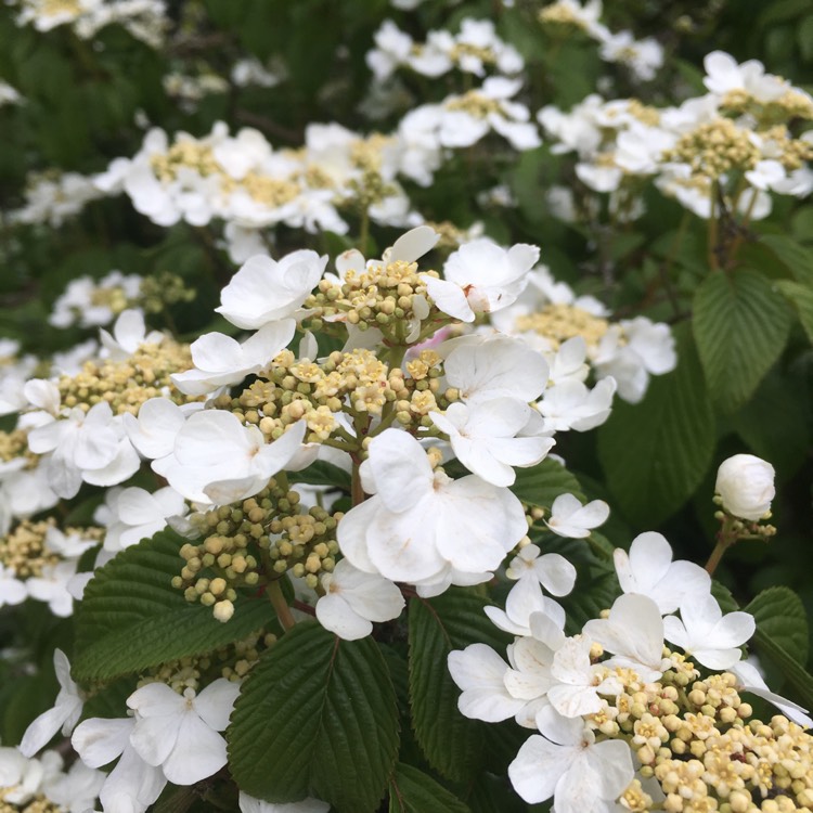 Plant image Viburnum plicatum f. tomentosum 'Mariesii' syn. Viburnum mariesii