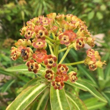 Euphorbia mellifera