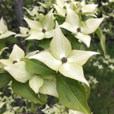 Cornus kousa