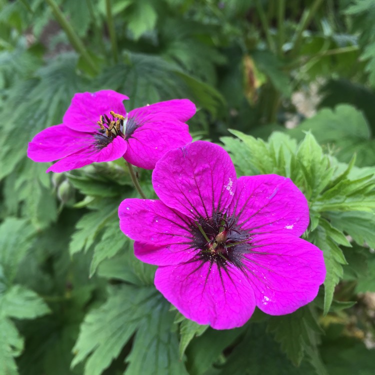 Plant image Geranium psilostemon