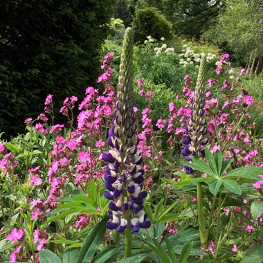 Lupinus 'The Governor'