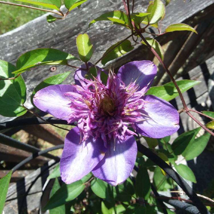 Plant image Aquilegia bulgaria 'Blue Barlow'