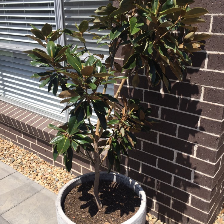 Plant image Magnolia grandiflora 'Little Gem'