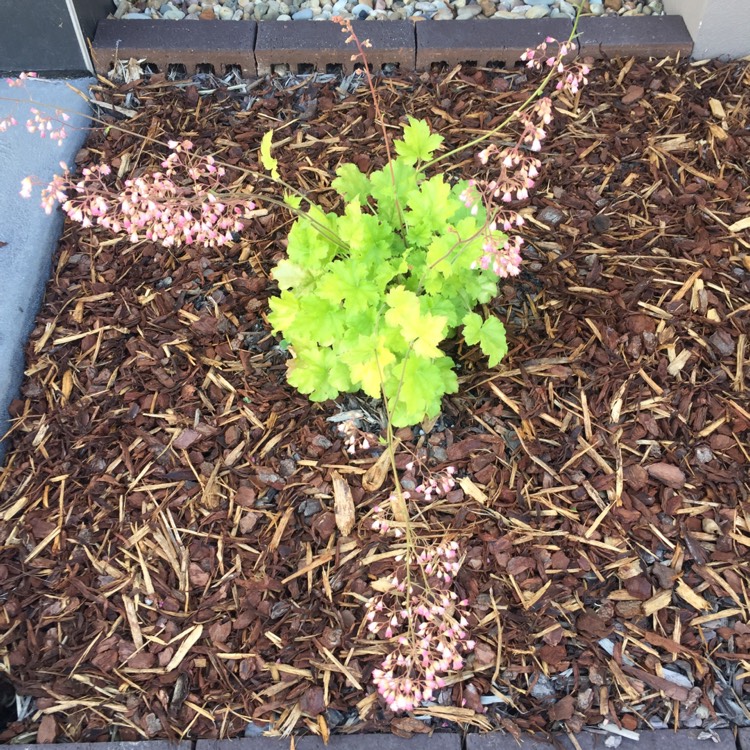 Plant image Heuchera 'Leuchtkafer' syn. Heuchera 'Firefly'