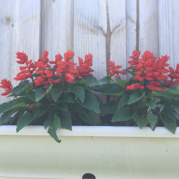 Plant image Salvia splendens 'Passion Red'