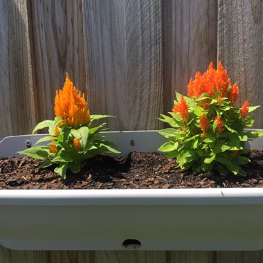 Celosia argentea plumosa