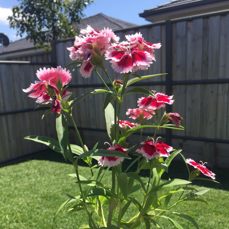 Plant image Dianthus chinensis 'Super Parfait Red Peppermint'