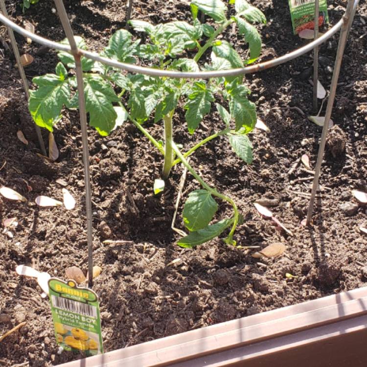 Plant image Solanum Lycopersicum 'Lemon Boy'