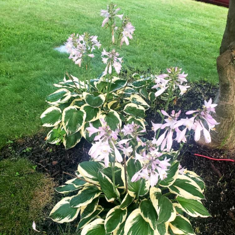 Plant image Hosta 'Aureomarginata' (ventricosa) syn. Hosta ventricosa 'Aureomarginata', Hosta 'Variegata' (ventricosa), Hosta 'Ventricosa Variegata'