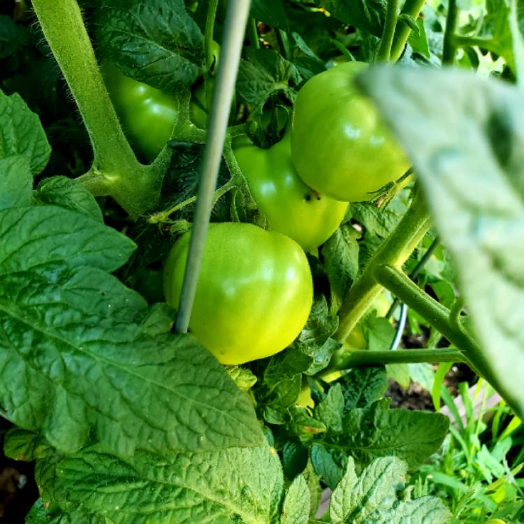 Plant image Solanum lycopersicum 'Bush Goliath'