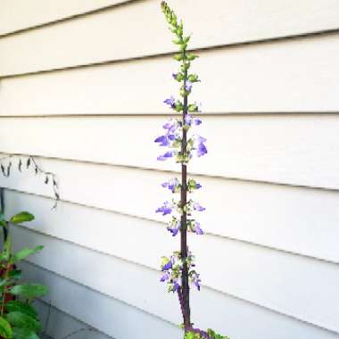 Solenostemon scutellarioides  syn. Plectranthus scutellarioides, Coleus scutellarioides, Coleus blumei