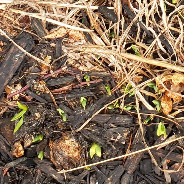 Plant image Hemerocallis citrina