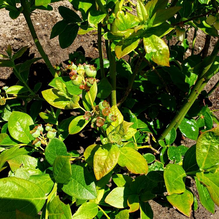 Plant image Vaccinium corymbosum 'Jersey'