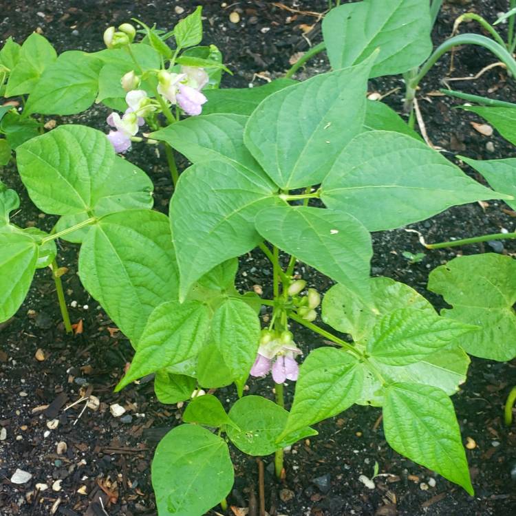 Plant image Phaseolus vulgarus 'Burpee Stringless'