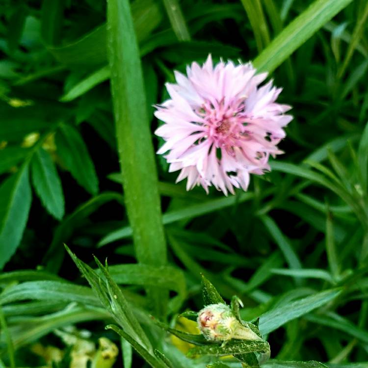 Plant image Centaurea Pulcherrima