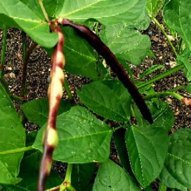 Vigna Unguiculata 'White Acre'