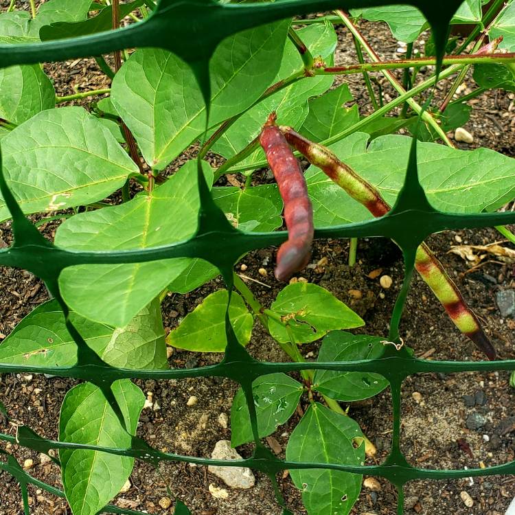 Plant image Vigna Unguiculata 'White Acre'